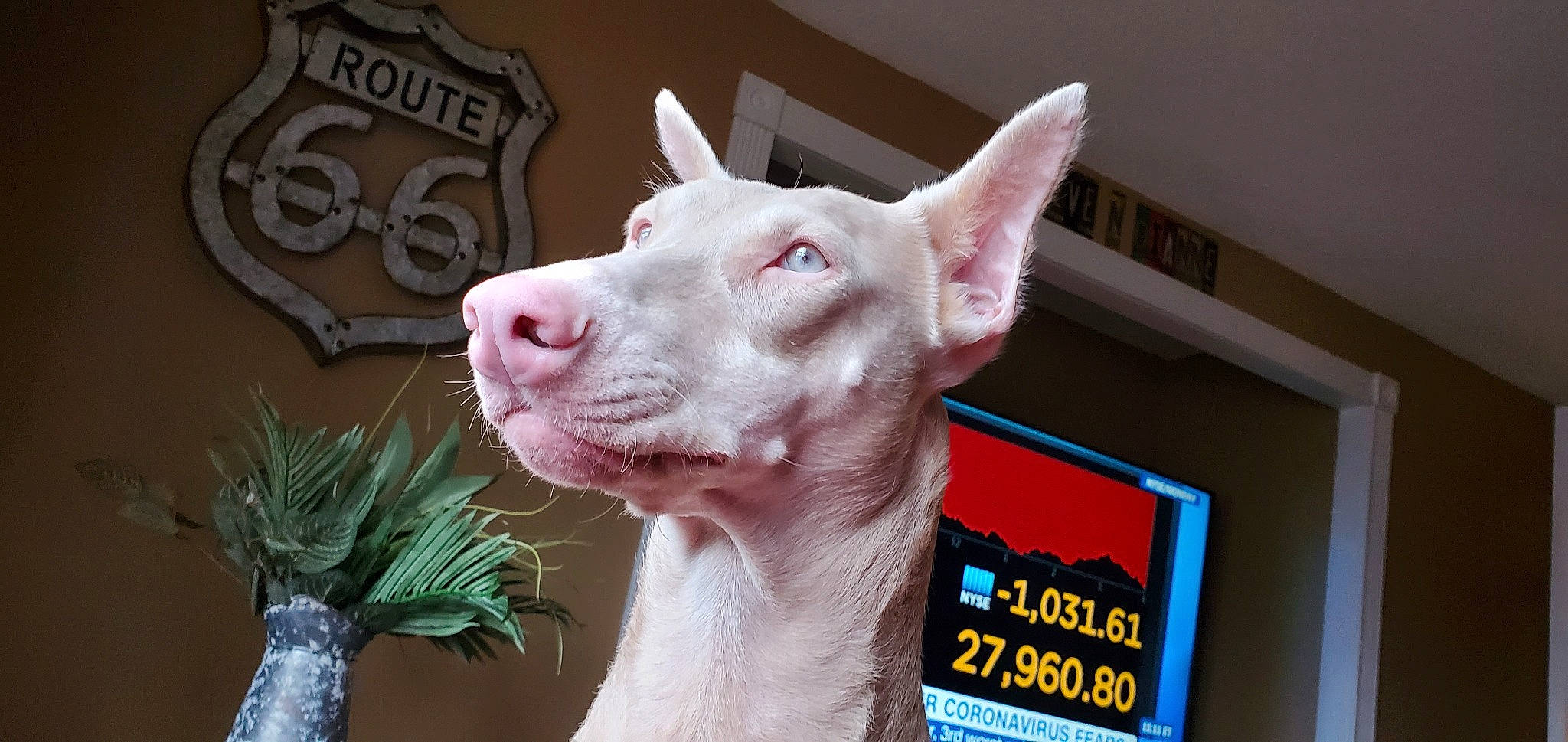 Willow Grace is registered to the contest to win money with this photo: canidae, carnivore, dog, dog_breed, ear, fawn, ibizan_hound, mammal, non_sporting_group, photo_caption, snout
