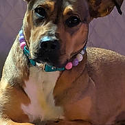 Lola is registered to the contest to win money with this photo: animal, beads, brown_fur, canine, close_up, collar, companion, cute, dog, domestic_animal, ears, indoor, mammal, paw, pet, portrait, quilted_surface, relaxed, resting, white_chest