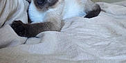 Anakin participe au concours pour gagner de l'argent avec cette photo : cat, siamese_cat, blue_eyes, bed, beige, feline, pet, indoor, animal, relaxed, resting, fur, whiskers, ears, paw, door, home, cozy, portrait, cute