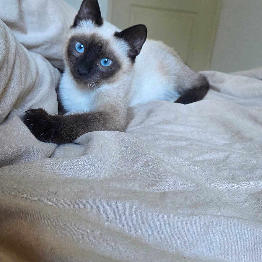 Anakin participe au concours pour gagner de l'argent avec cette photo : animal, bed, beige, blue_eyes, cat, cozy, cute, door, ears, feline, fur, home, indoor, paw, pet, portrait, relaxed, resting, siamese_cat, whiskers