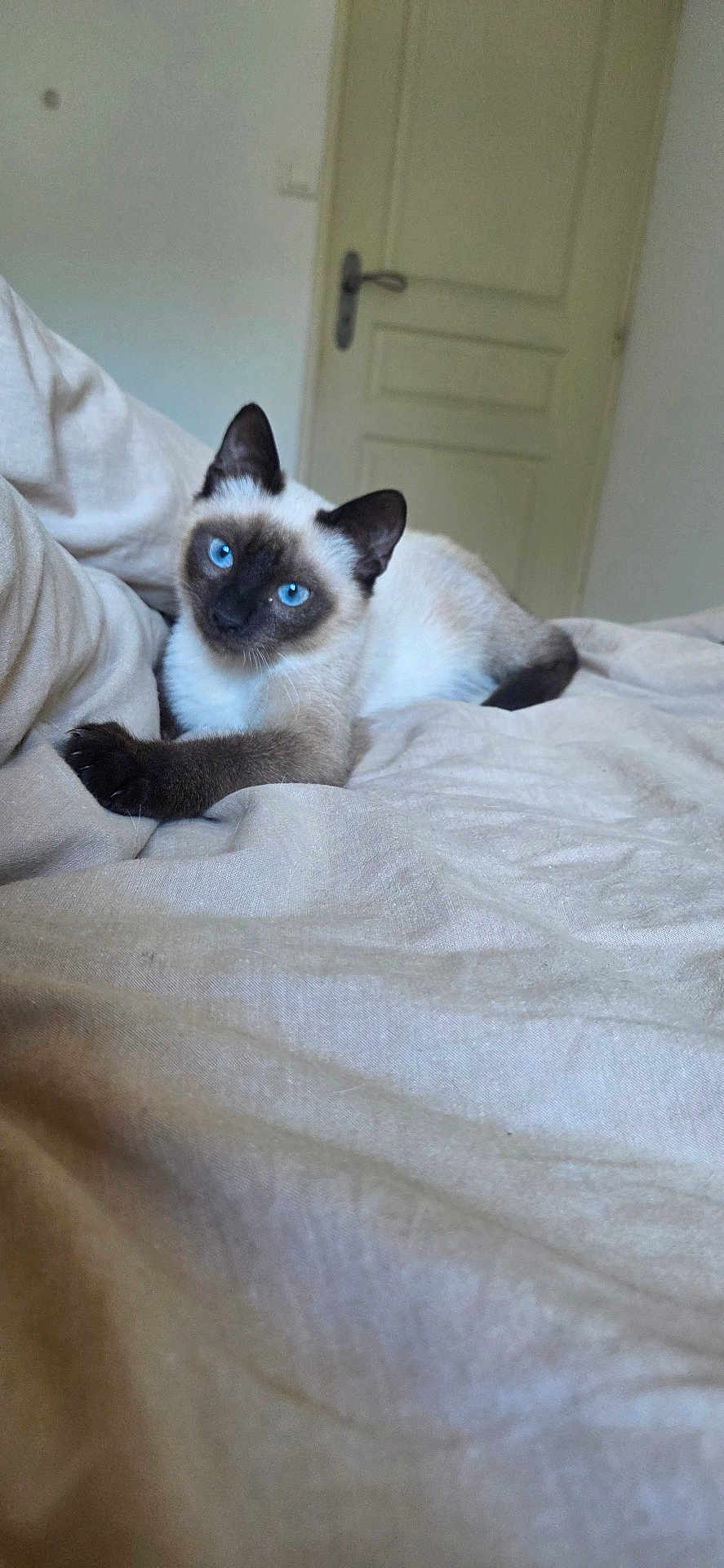 Anakin participe au concours pour gagner de l'argent avec cette photo : cat, siamese_cat, blue_eyes, bed, beige, feline, pet, indoor, animal, relaxed, resting, fur, whiskers, ears, paw, door, home, cozy, portrait, cute