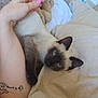 Anakin participe au concours pour gagner de l'argent avec cette photo : cat, siamese_cat, blue_eyes, bed, blanket, hand, tattoo, indoor, cozy, pet, feline, resting, comfort, bedroom, pillow, lamp, human_hand, beige, soft, relaxation