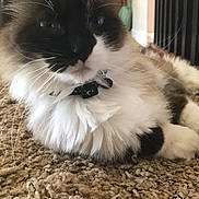 Tuck joined the competition — help win amazing prizes! cat, fluffy, carpet, indoor, pet, collar, whiskers, feline, relaxed, closeup, animal, cute, mammal, domestic, fur, portrait, laying, household, soft, calm