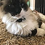 cat, fluffy, carpet, indoor, pet, collar, whiskers, feline, relaxed, closeup, animal, cute, mammal, domestic, fur, portrait, laying, household, soft, calm