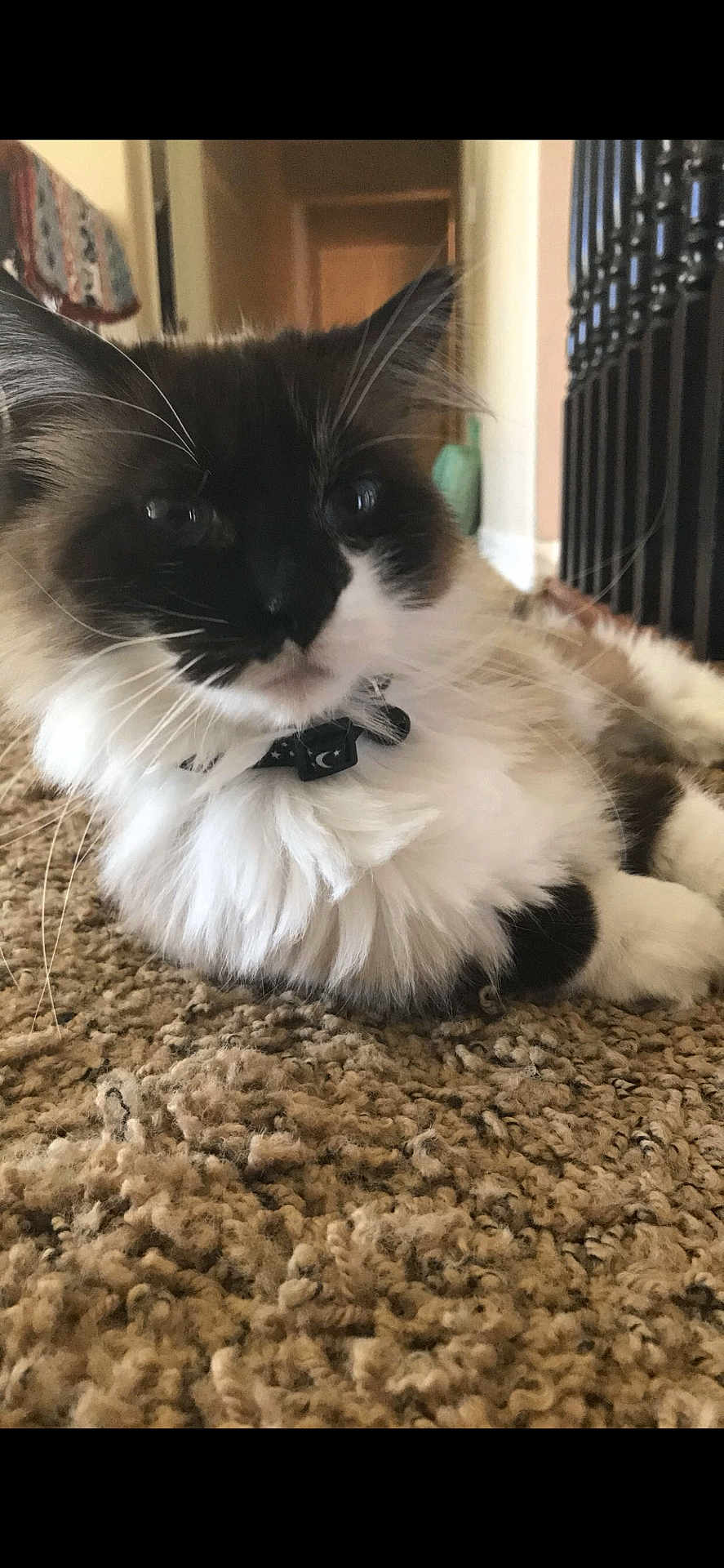 Tuck joined the competition — help win amazing prizes! cat, fluffy, carpet, indoor, pet, collar, whiskers, feline, relaxed, closeup, animal, cute, mammal, domestic, fur, portrait, laying, household, soft, calm