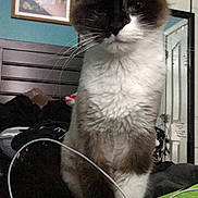 Tuck is registered to the contest to win money with this photo: bed, blanket, cat, charging_cable, close_up, curious, ears, electronics, feline, framed_picture, fur, headboard, indoor, mirror, paws, pet, portrait, sitting, teal_wall, whiskers