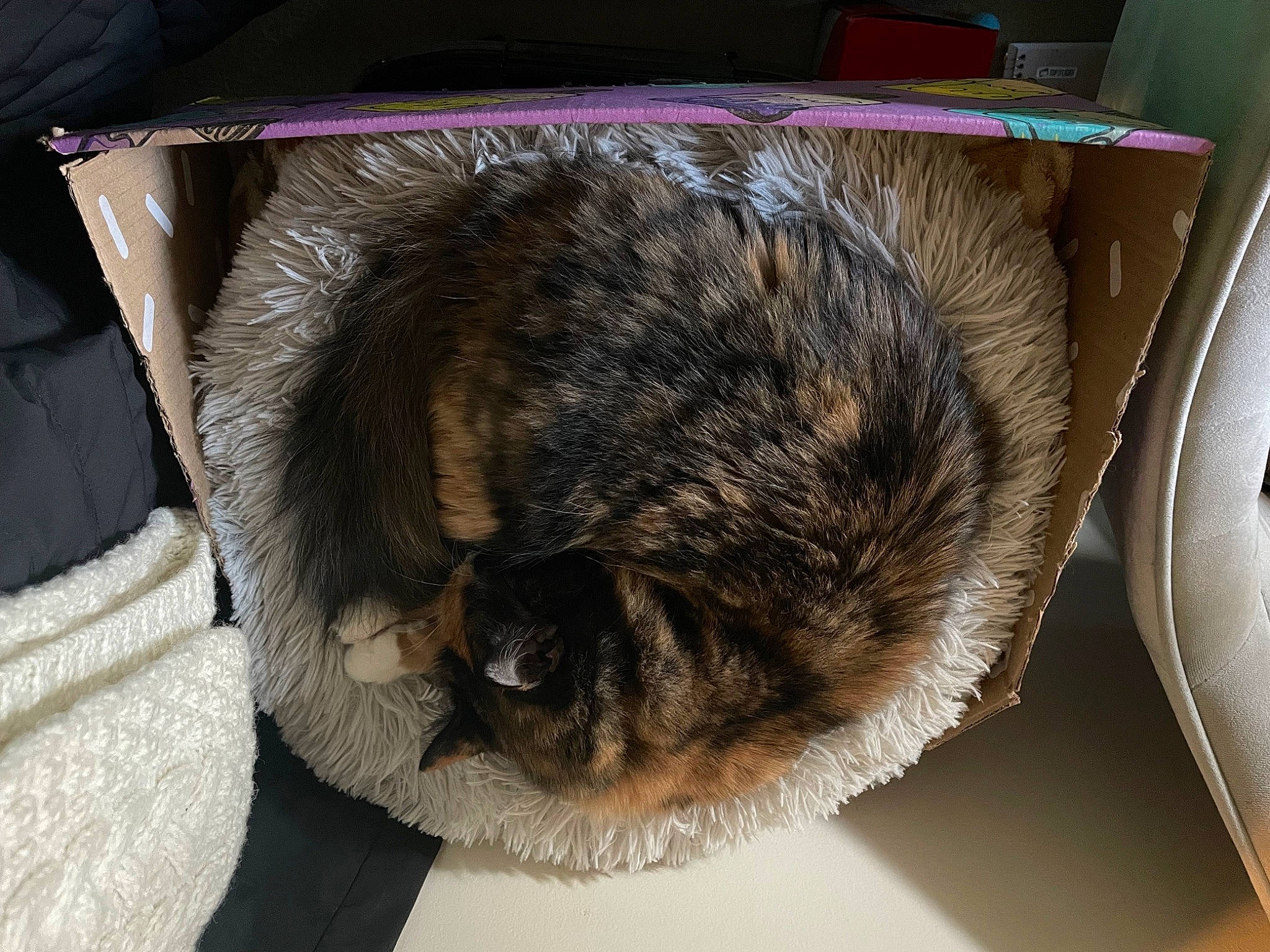Callie is registered to the contest to win money with this photo: animal_shelter, carnivore, cat, claw, comfort, domestic_short_haired_cat, felidae, fur, nap, small_to_medium_sized_cats, tail, whiskers
