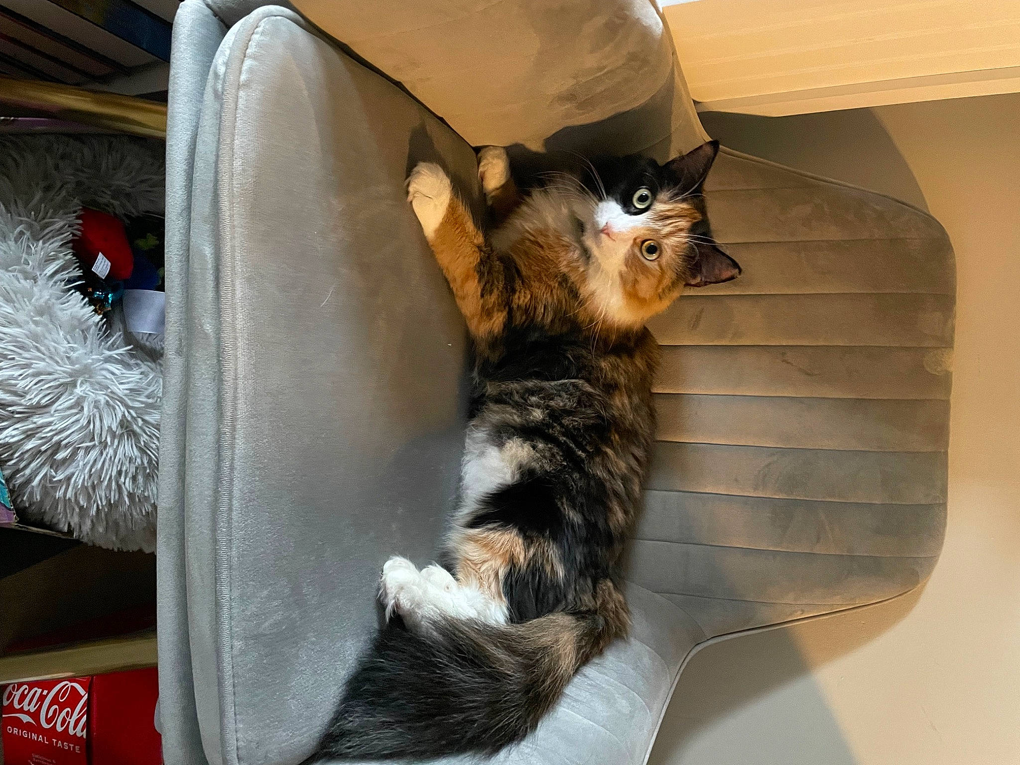 Callie joined the competition — help win amazing prizes! baggage, canidae, carnivore, cat, cat_supply, claw, comfort, companion_dog, dog_breed, dog_supply, domestic_short_haired_cat, felidae, fur, pet_supply, room, small_to_medium_sized_cats, snout, sporting_group, tail, whiskers