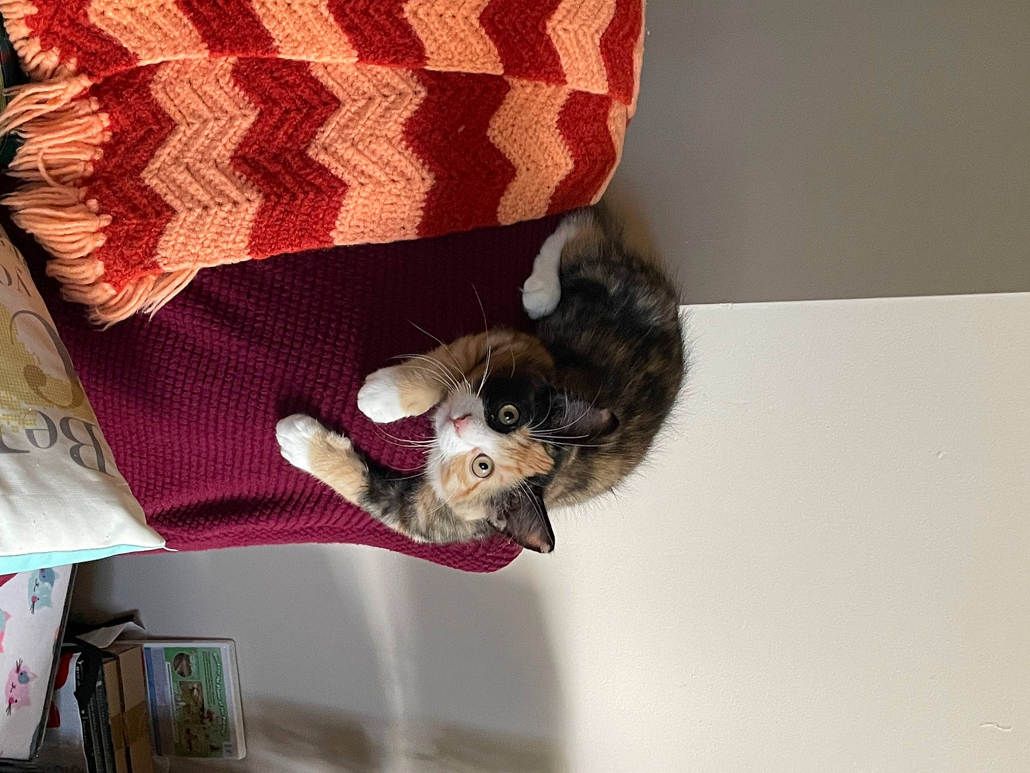 Callie is registered to the contest to win money with this photo: carnivore, cat, comfort, companion_dog, dog_breed, domestic_short_haired_cat, fawn, felidae, fur, linens, pattern, paw, plaid, room, sleeve, small_to_medium_sized_cats, sporting_group, tail, tartan, whiskers