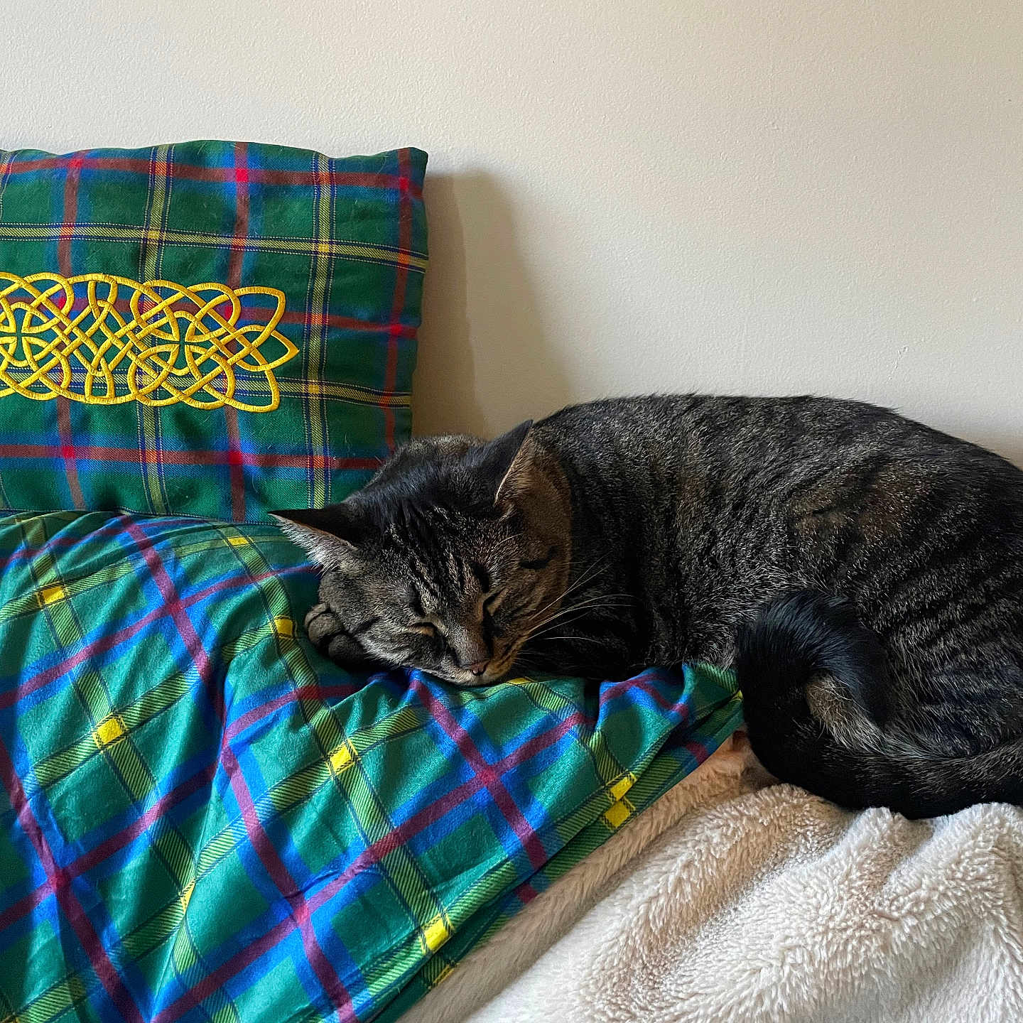 Oliver is registered to the contest to win money with this photo: animal, bed, bedroom, bedsheet, blanket, cat, couch, cushion, furniture, homedecor, indoors, kitten, linen, manx, person, pet, pillow, quilt, room, sleeping