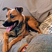 Ginger joined the competition — help win amazing prizes! blanket, brown_fur, canine, close_up, couch, dog, ears, eyes, happy, indoor, living_room, muzzle, paws, pet, pillow, portrait, relaxed, sitting, sofa, tongue_out