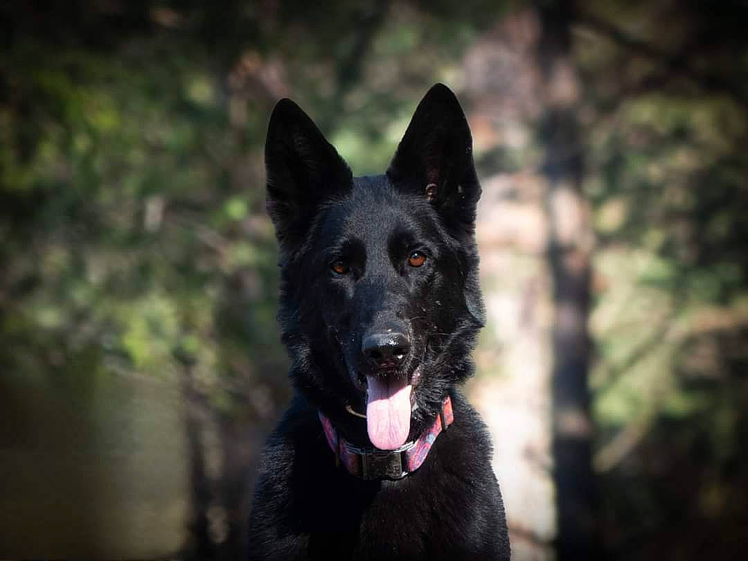 Pheeby participe au concours pour gagner de l'argent avec cette photo : canidae, carnivore, darkness, dog, dog_breed, fur, non_sporting_group, plant, snout, sporting_group, working_animal, working_dog