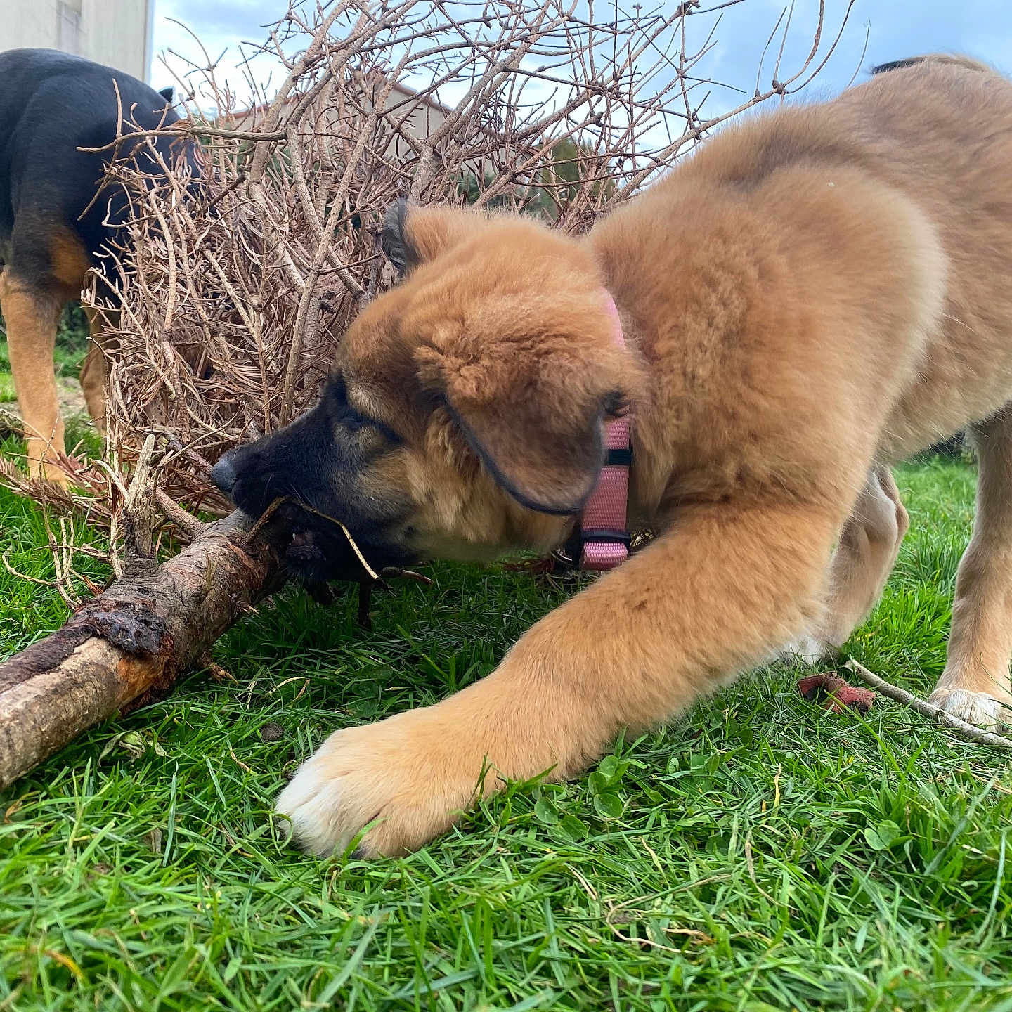 Bulma a rejoint le concours — aidez-le/la à gagner de superbes lots ! animal, ball, canine, dog, field, goldenretriever, grass, grassland, hound, nature, outdoors, pet, plant, puppy, soil, sport, tennis, tennisball, tree, yard