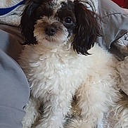 Jayjay is registered to the contest to win money with this photo: dog, curly_fur, black_and_white, pet, cute, fluffy, bed, blanket, pillow, indoors, relaxed, fur, animal, canine, companion, resting, closeup, portrait, cute_pet, cozy