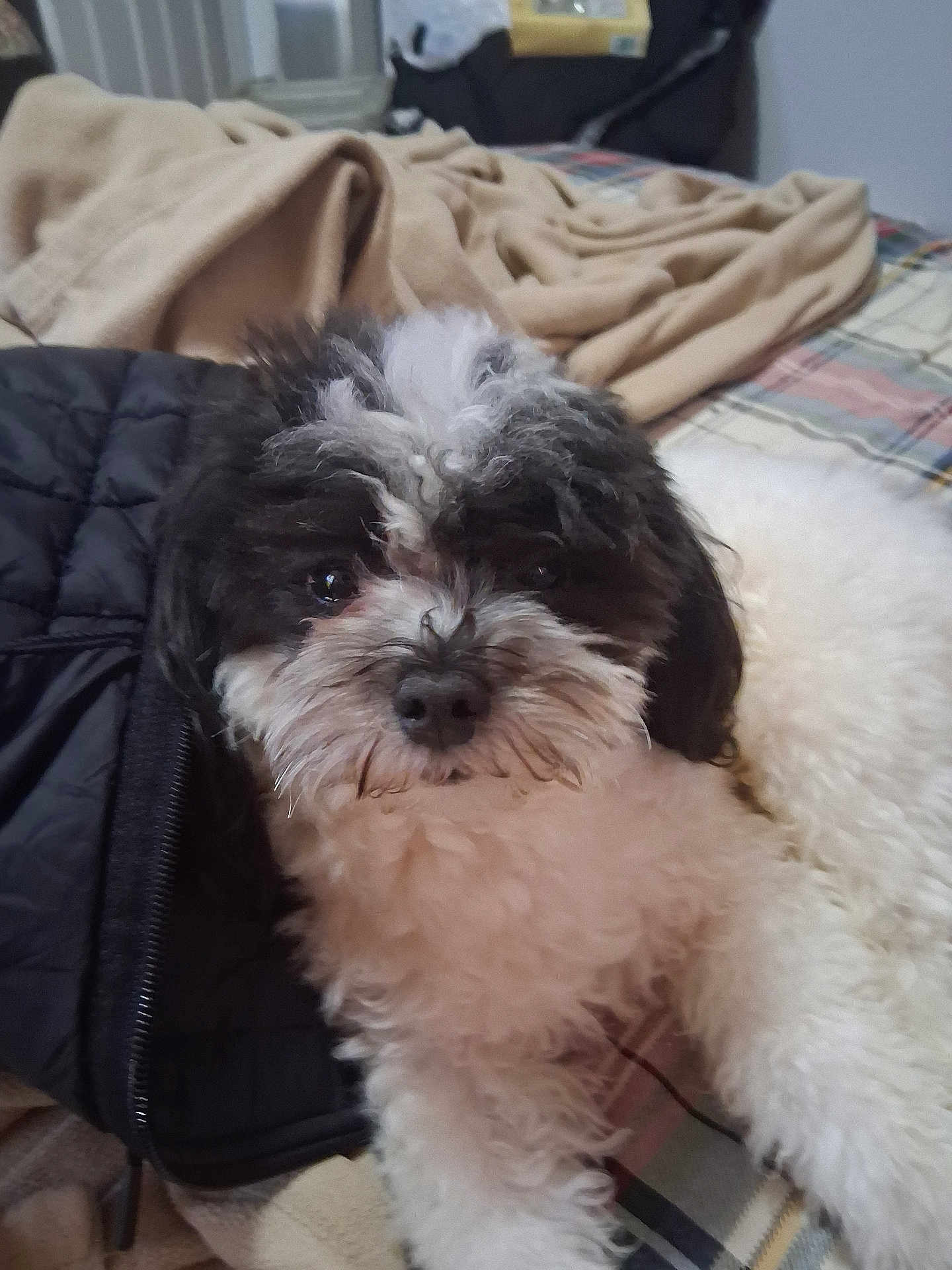 Jayj joined the competition — help win amazing prizes! dog, black_and_white, curly_fur, pet, indoor, blanket, jacket, bed, cozy, relaxed, animal, fur, cute, companion, domestic, resting, soft_texture, portrait, close_up, laying_down