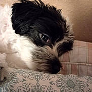 Jayj joined the competition — help win amazing prizes! dog, close_up, black_and_white, resting, pillow, patterned_pillow, indoor, cozy, fur, face, animal, pet, texture, plaid, background, sleepy, cute, snout, eye, soft