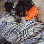 Jayj is registered to the contest to win money with this photo: dog, toy, orange_toy, polka_dots, bedspread, patterned_bedspread, black_and_white, fluffy, pet, lying_down, cute, animal, sleepy, cozy, indoor, close_up, resting, soft_toy, companion, comfort