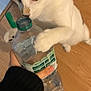 cat, white_cat, black_spots, water_bottle, paw, curious, wooden_floor, hand, black_sleeve, indoor, pet, animal, playful, closeup, domestic_cat, flooring, person, bottle_cap, interaction, candid