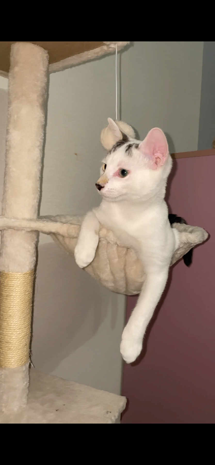 Symba participe au concours pour gagner de l'argent avec cette photo : cat, cat_tree, hammock, indoor, white_cat, black_markings, pet, relaxed, paw, feline, animal, cozy, fur, cute, resting, home, hanging_paw, scratching_post, domestic_cat, mammal