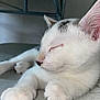 Symba participe au concours pour gagner de l'argent avec cette photo : kitten, cat, sleeping, paws, white_fur, gray_fur, closeup, pet, cute, relaxing, indoor, animal, whiskers, nose, ear, soft, cozy, resting, feline, fur