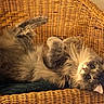 Chira participe au concours pour gagner de l'argent avec cette photo : animal, cat, chair, comfortable, cozy, curious_eyes, cute, domestic_cat, feline, fluffy_cat, fur, gray_cat, home, indoor, pet, relaxed, resting, upside_down, whiskers, wicker_chair