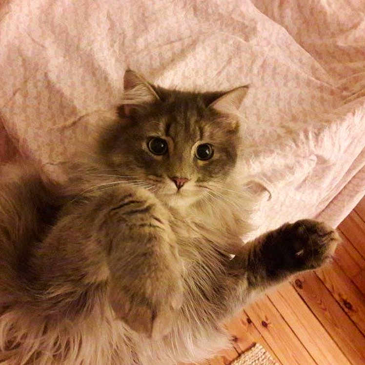 Chira participe au concours pour gagner de l'argent avec cette photo : animal, blanket, cat, cozy, curious, cute, domestic, fluffy, fur, gray, indoor, lying_down, mammal, paws, pet, relaxed, soft, whiskers, wide_eyes, wooden_floor