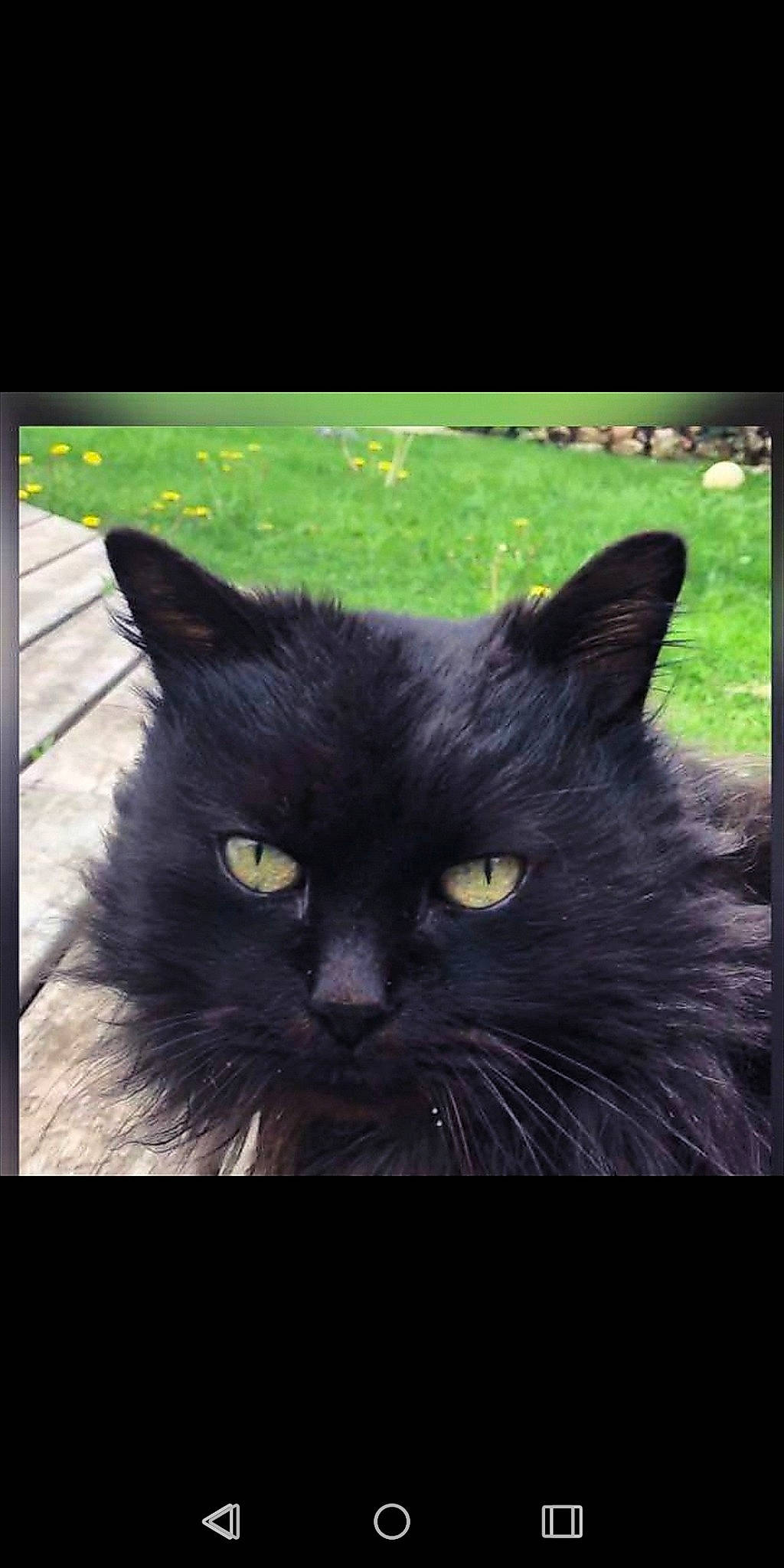 Sauvage participe au concours pour gagner de l'argent avec cette photo : asian, asian_semi_longhair, black_cat, bombay, carnivore, cat, domestic_long_haired_cat, domestic_short_haired_cat, eye, felidae, iris, mammal, nebelung, persian, photo_caption, small_to_medium_sized_cats, snout, vertebrate, whiskers