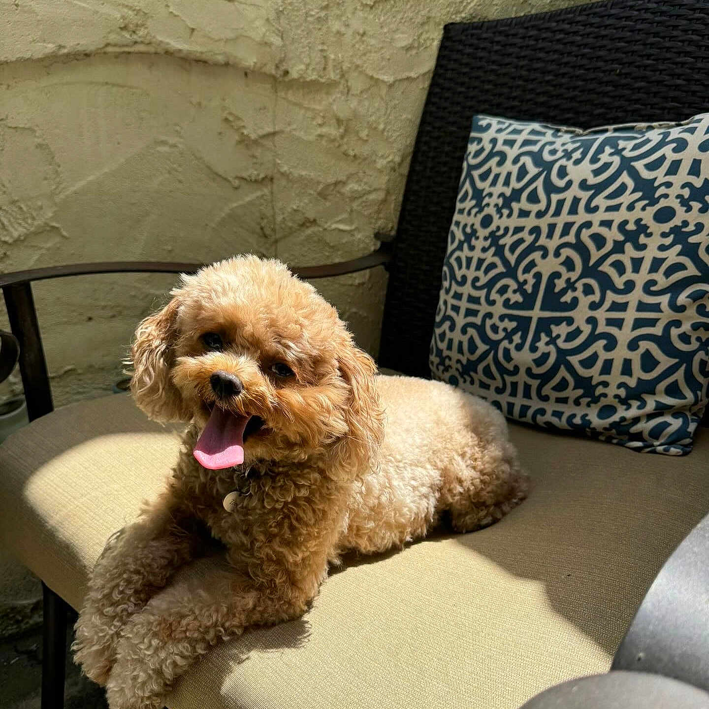 Zoey Pompa is registered to the contest to win money with this photo: animal, armchair, canine, chair, cockerspaniel, couch, cushion, dog, dogbed, furniture, homedecor, indoors, interiordesign, person, pet, pillow, poodle, puppy, sitting, tape