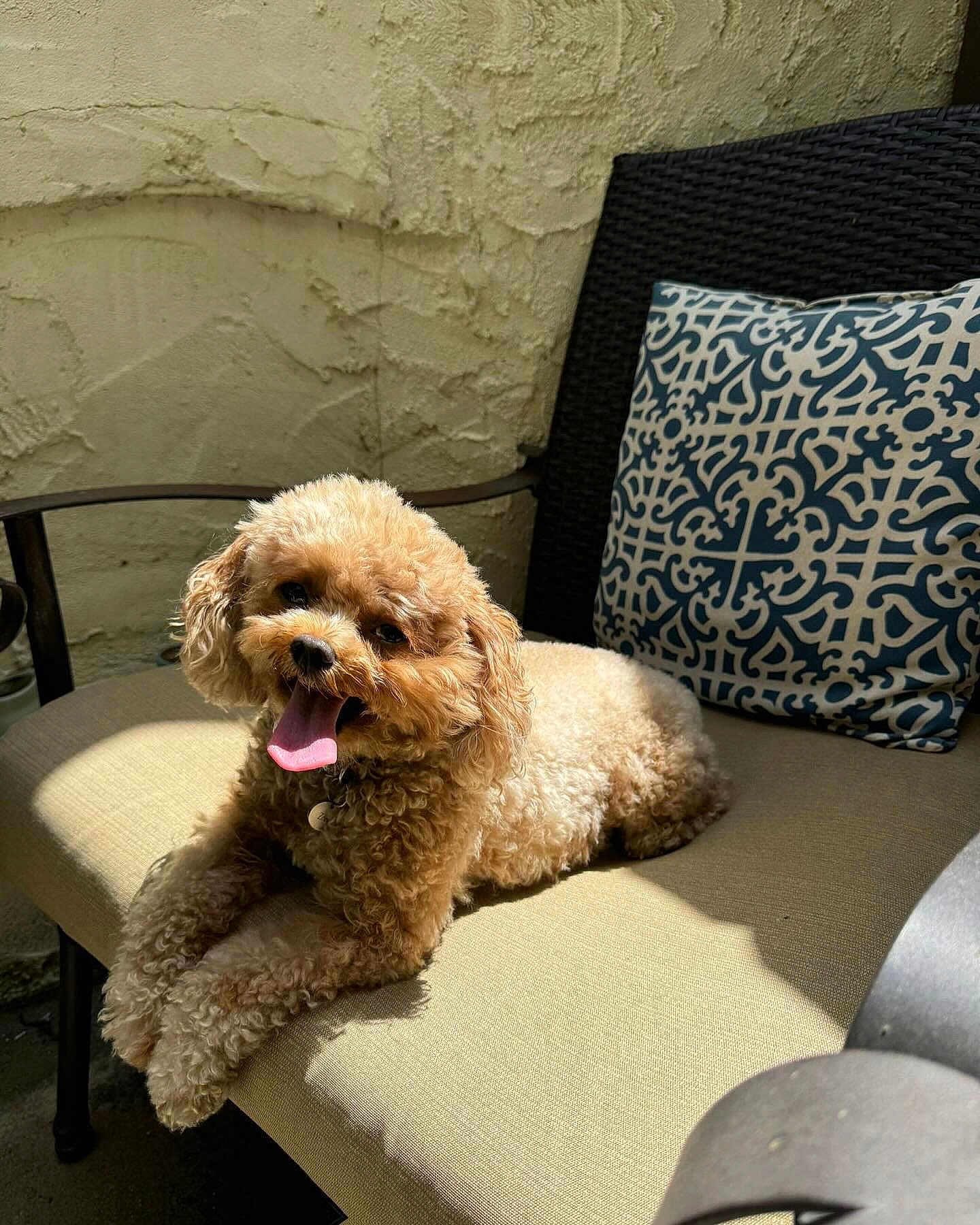 Zoey Pompa is registered to the contest to win money with this photo: animal, armchair, canine, chair, cockerspaniel, couch, cushion, dog, dogbed, furniture, homedecor, indoors, interiordesign, person, pet, pillow, poodle, puppy, sitting, tape