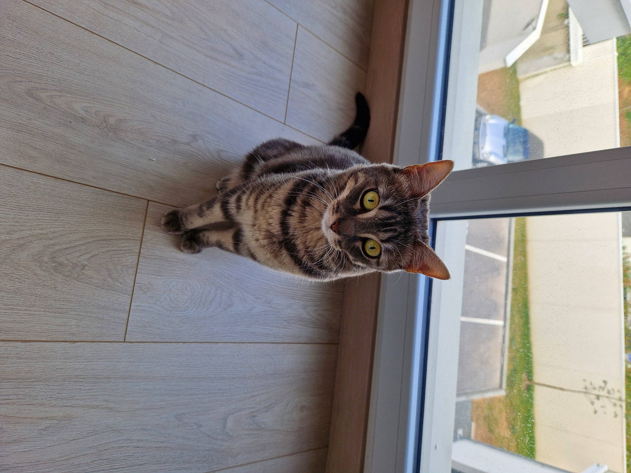 Romy a rejoint le concours — aidez-le/la à gagner de superbes lots ! carnivore, cat, cat_supply, domestic_short_haired_cat, door, felidae, fixture, flooring, fur, hardwood, metal, small_to_medium_sized_cats, snout, tail, terrestrial_animal, whiskers, window, wood, wood_stain