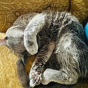 Murphy is registered to the contest to win money with this photo: animal, cat, couch, cozy, curled_up, cute, domestic_cat, furniture, furry, gray_cat, home, indoor, paw, pet, relaxed, resting, sleeping, tabby, tail, whiskers