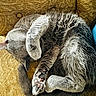 animal, cat, couch, cozy, curled_up, cute, domestic_cat, furniture, furry, gray_cat, home, indoor, paw, pet, relaxed, resting, sleeping, tabby, tail, whiskers