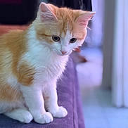 Marley a rejoint le concours — aidez-le/la à gagner de superbes lots ! animal, cat, closeup, couch, curious, cute, domestic_cat, feline, fluffy, fur, indoor, orange_cat, paws, pet, portrait, purple_couch, sitting, soft_light, whiskers, white_cat