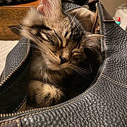 Emmy is registered to the contest to win money with this photo: animal, cat, close_up, cozy, cute, domestic_cat, fur, furry, indoor, kitten, leather_bag, peaceful, pet, portrait, resting, sleeping, snug, soft_lighting, whiskers, zipper