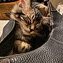 animal, cat, close_up, cozy, cute, domestic_cat, fur, furry, indoor, kitten, leather_bag, peaceful, pet, portrait, resting, sleeping, snug, soft_lighting, whiskers, zipper