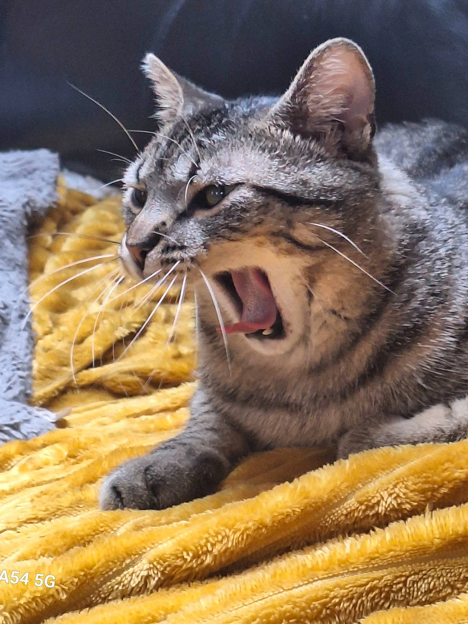 Uhu participe au concours pour gagner de l'argent avec cette photo : carnivore, cat, claw, close_up, domestic_short_haired_cat, fang, felidae, fur, grass, jaw, paw, small_to_medium_sized_cats, snout, tail, terrestrial_animal, tooth, vertebrate, whiskers, wildlife, yawn