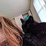 black_cat, cat, person, face, hair, glasses, indoor, window_blinds, shelf, laundry_basket, relaxed, close_up, pet, feline, resting, cozy, curious, home, light, shadow