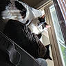cat, cats, window, blinds, couch, indoor, natural_light, black_and_white_cat, black_cat, pets, animal, feline, relaxing, sunlight, home, domestic, fur, resting, cozy, daylight