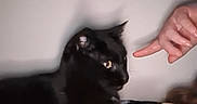 Obsidian joined the competition — help win amazing prizes! black_cat, cat, pet, animal, indoor, plush_toy, hand, pointing, curious, feline, soft_toy, close_up, domestic_animal, shadow, paw, cute, playful, wall, person_part, interaction