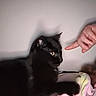 black_cat, cat, pet, animal, indoor, plush_toy, hand, pointing, curious, feline, soft_toy, close_up, domestic_animal, shadow, paw, cute, playful, wall, person_part, interaction