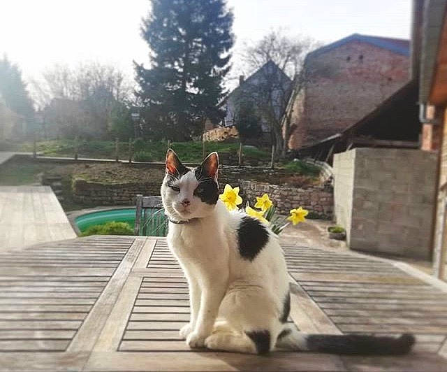 Canaille a rejoint le concours — aidez-le/la à gagner de superbes lots ! aegean_cat, carnivore, cat, domestic_short_haired_cat, felidae, fur, japanese_bobtail, mammal, photography, plant, polydactyl_cat, small_to_medium_sized_cats, snapshot, snout, tail, tree, whiskers, window