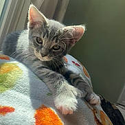 Theo joined the competition — help win amazing prizes! animal, blanket, cat, colorful, cozy, cute, feline, fur, gray_cat, indoor, kitten, paw, pet, relaxed, resting, sunlight, tabby, whiskers, window, young_cat
