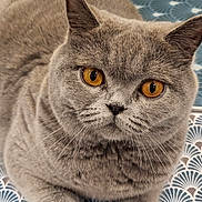 Venusia a rejoint le concours — aidez-le/la à gagner de superbes lots ! amber_eyes, animal, blue, cat, close_up, cute, domestic_cat, ears, face, feline, fur, gray_cat, indoor, lying_down, patterned_background, pet, portrait, relaxed, whiskers, white