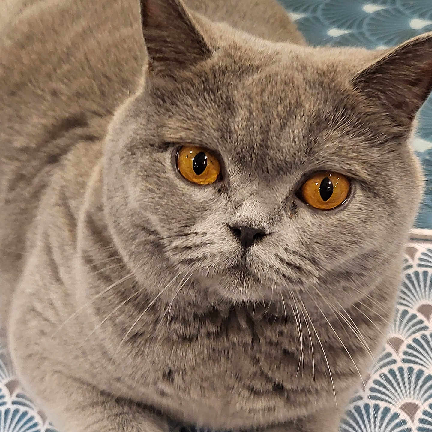 Venusia a rejoint le concours — aidez-le/la à gagner de superbes lots ! amber_eyes, animal, blue, cat, close_up, cute, domestic_cat, ears, face, feline, fur, gray_cat, indoor, lying_down, patterned_background, pet, portrait, relaxed, whiskers, white
