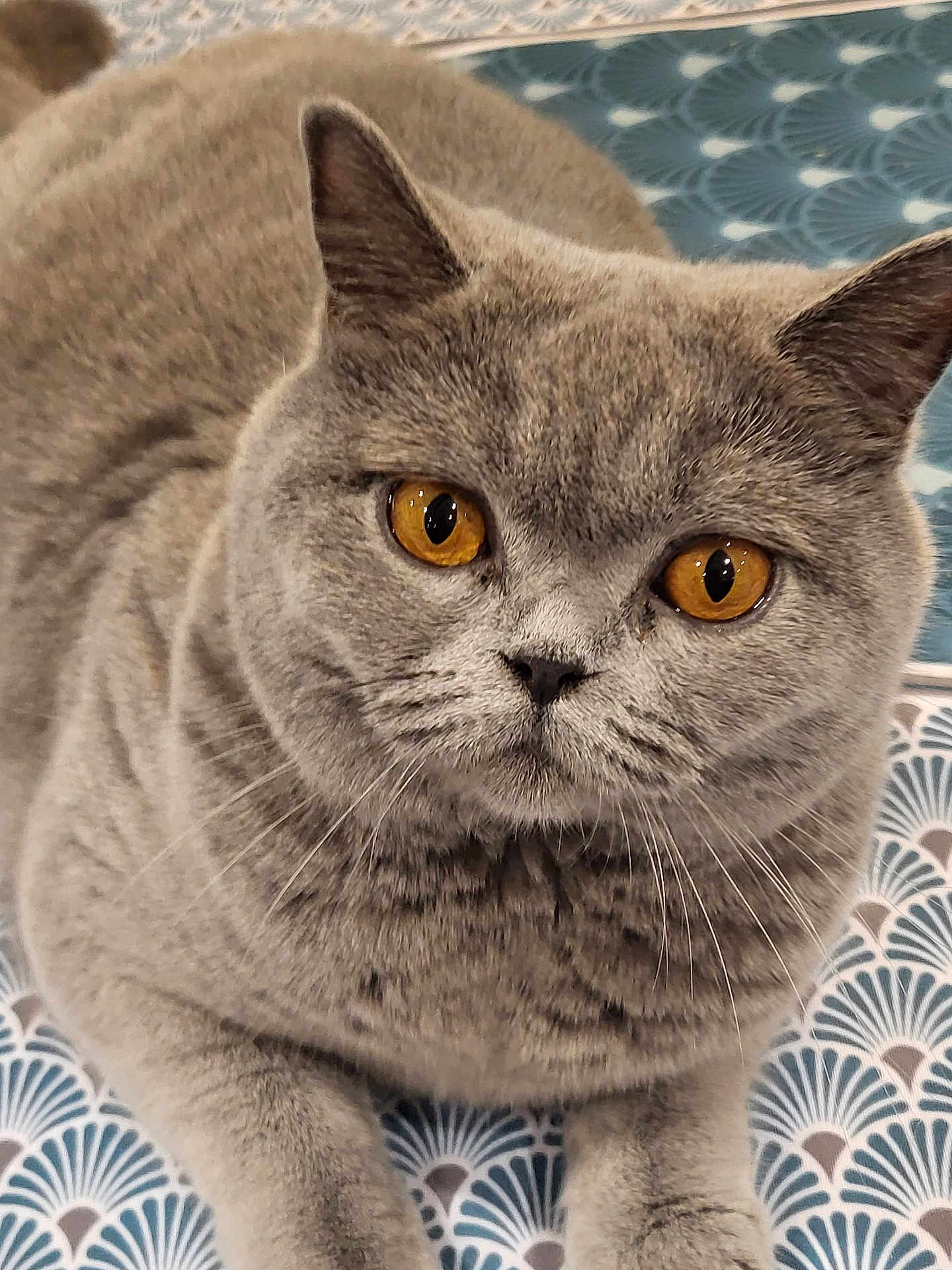 Venusia a rejoint le concours — aidez-le/la à gagner de superbes lots ! amber_eyes, animal, blue, cat, close_up, cute, domestic_cat, ears, face, feline, fur, gray_cat, indoor, lying_down, patterned_background, pet, portrait, relaxed, whiskers, white