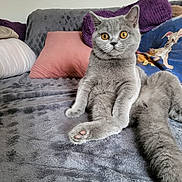 Violette a rejoint le concours — aidez-le/la à gagner de superbes lots ! abyssinian, animal, architecture, bed, bedroom, blanket, building, cat, couch, cushion, furniture, homedecor, indoors, kitten, linen, manx, pet, pillow, quilt, room