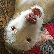 Dolly joined the competition — help win amazing prizes! dog, white, upside_down, pet, fur, mouth_open, eyes, quilt, cushion, indoor, playful, close_up, nose, animal, cute, relaxed, furniture, home, soft, texture