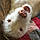 Dolly