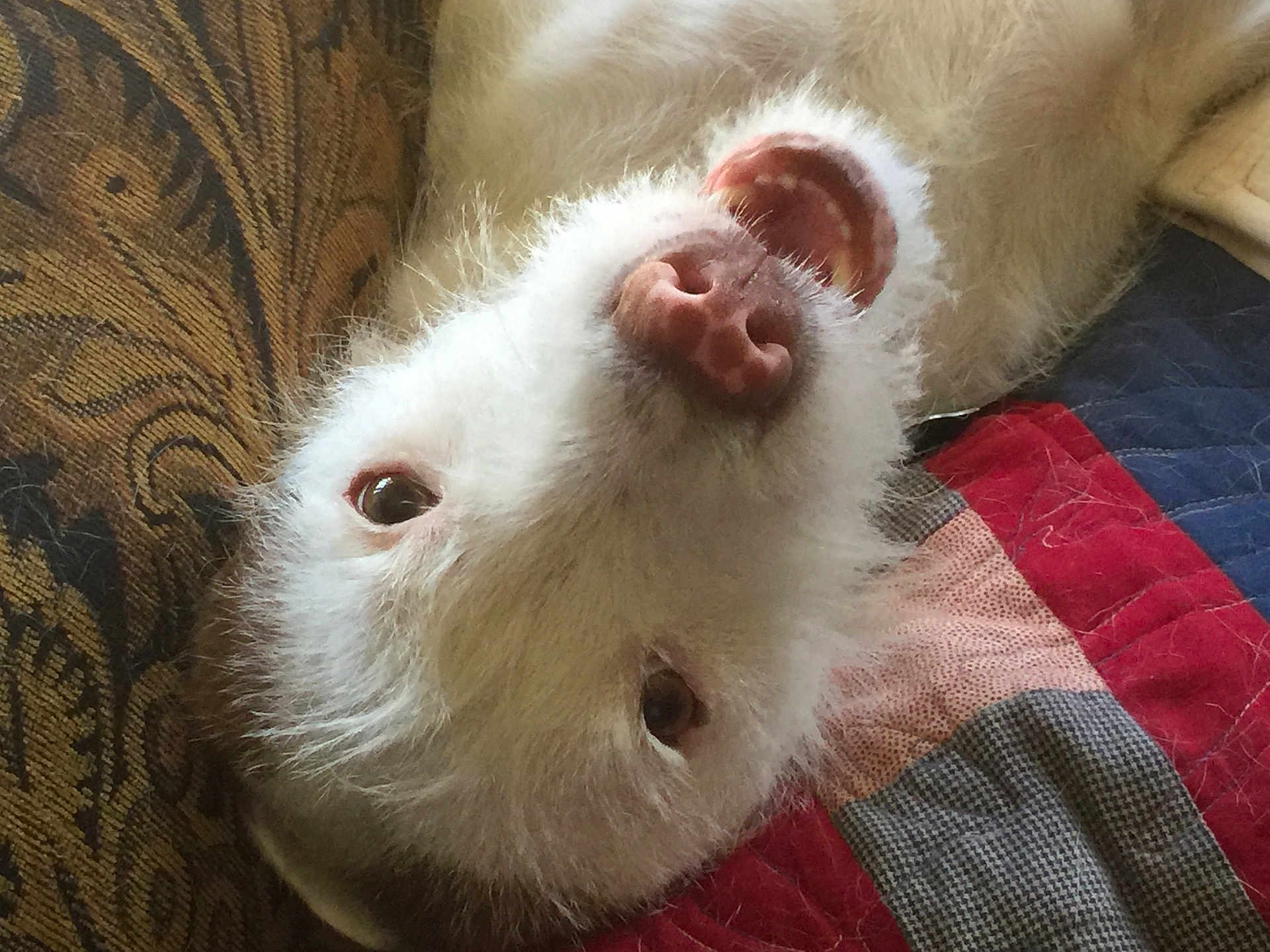 Dolly joined the competition — help win amazing prizes! dog, white, upside_down, pet, fur, mouth_open, eyes, quilt, cushion, indoor, playful, close_up, nose, animal, cute, relaxed, furniture, home, soft, texture