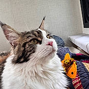 Snickers is registered to the contest to win money with this photo: cat, fluffy, pet, animal, indoor, toy, fish_toy, blanket, fur, whiskers, pink_nose, face, ears, curious, closeup, domestic_cat, cozy, resting, feline, cute